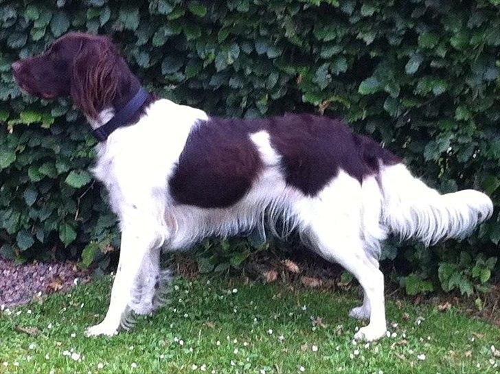 Kleiner münsterländer Celia billede 5