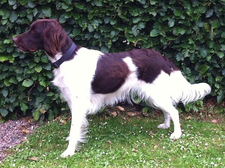 Kleiner münsterländer Celia billede 6