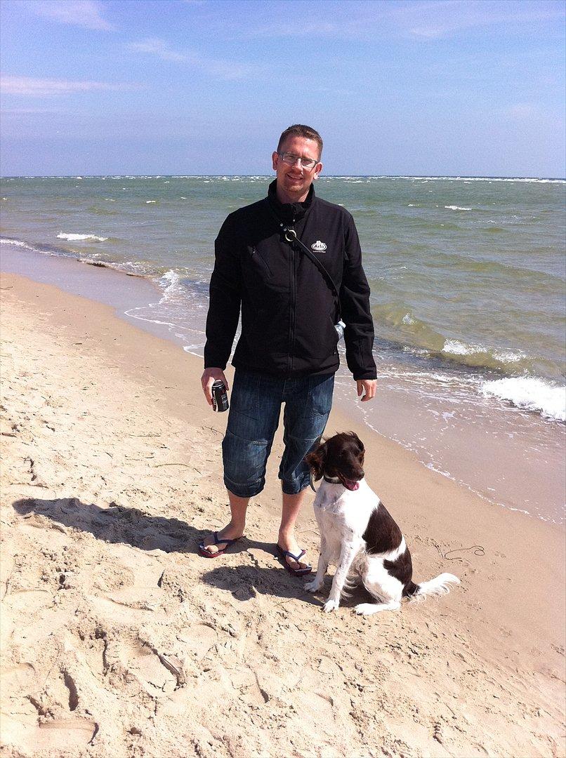 Kleiner münsterländer Celia billede 7