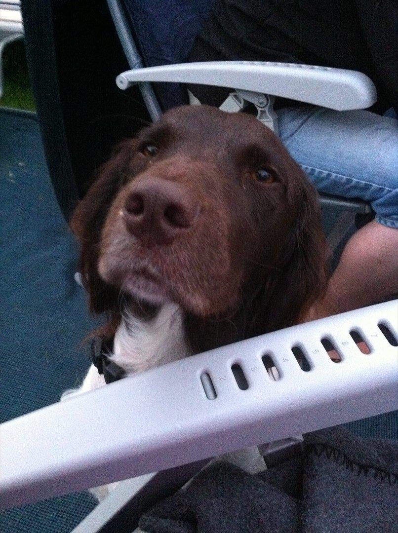 Kleiner münsterländer Celia billede 8