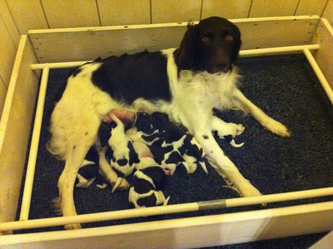 Kleiner münsterländer Celia billede 9