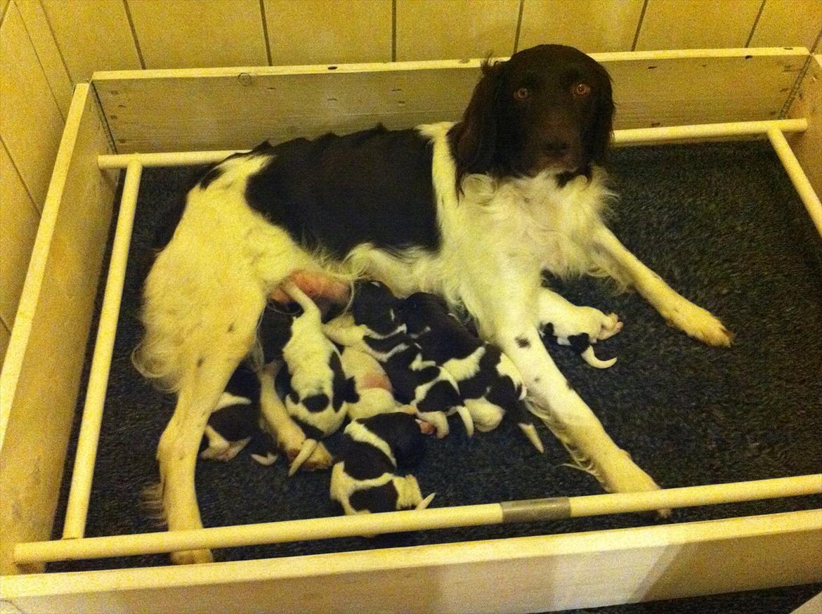 Kleiner münsterländer Celia billede 10