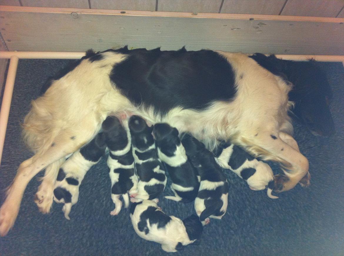 Kleiner münsterländer Celia billede 11