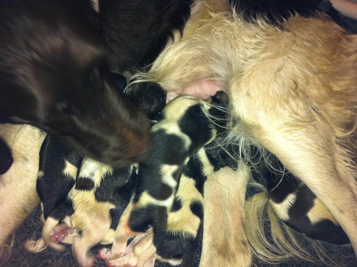 Kleiner münsterländer Celia billede 12