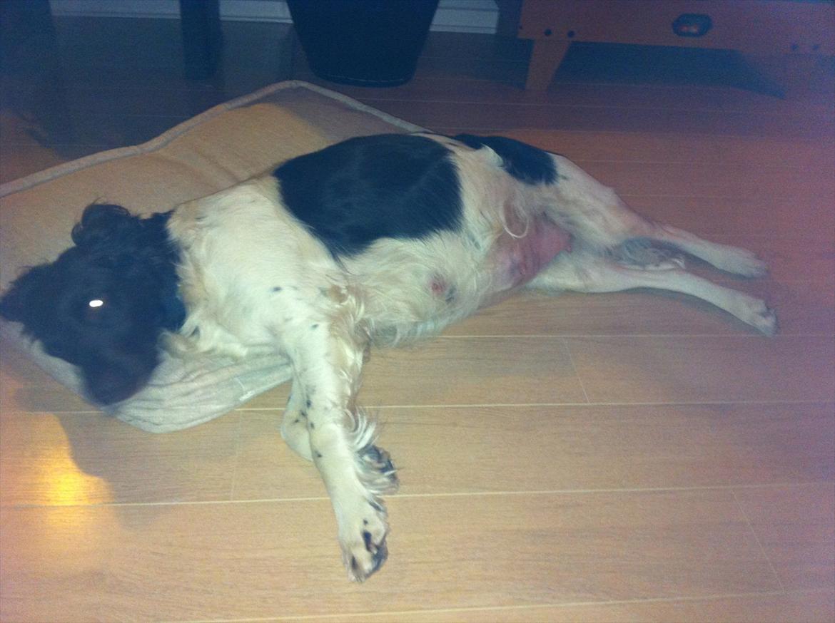 Kleiner münsterländer Celia billede 13