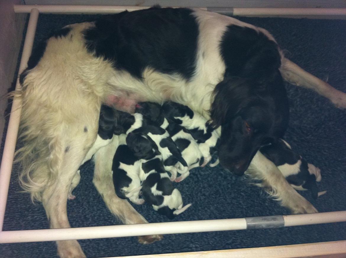 Kleiner münsterländer Celia billede 15