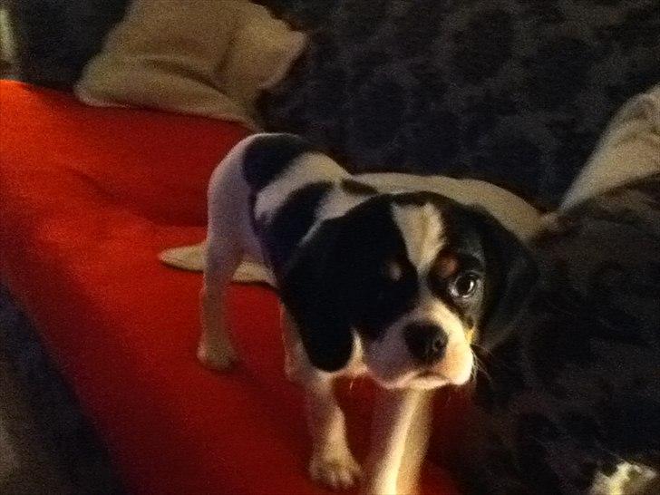 Blanding af racer Bailey (: - Bailey der står på sofaen :) billede 1