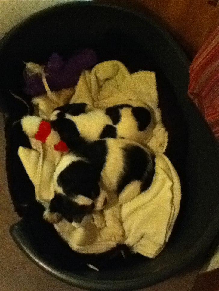 Blanding af racer Bailey (: - Bailey der ligger længest oppe :) billede 4