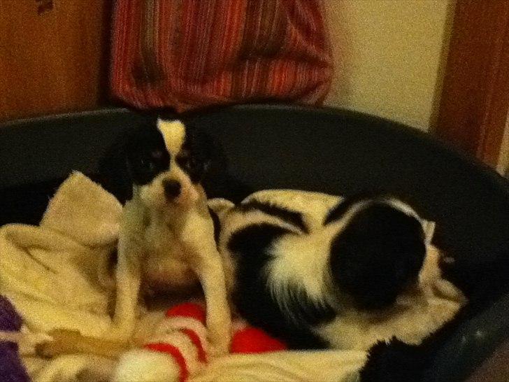 Blanding af racer Bailey (: - Bailey der sidder og kigger :) billede 5