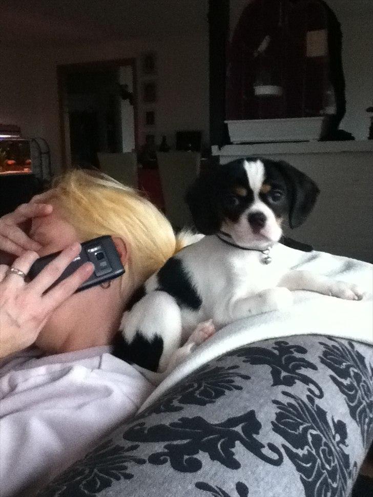 Blanding af racer Bailey (: - 'Sagde du noget til mig?'' :P billede 3