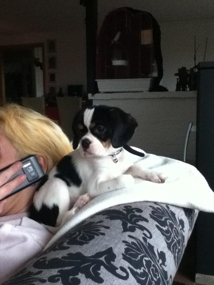 Blanding af racer Bailey (: - Bailey sidder og ser fjernsyn :)  billede 2