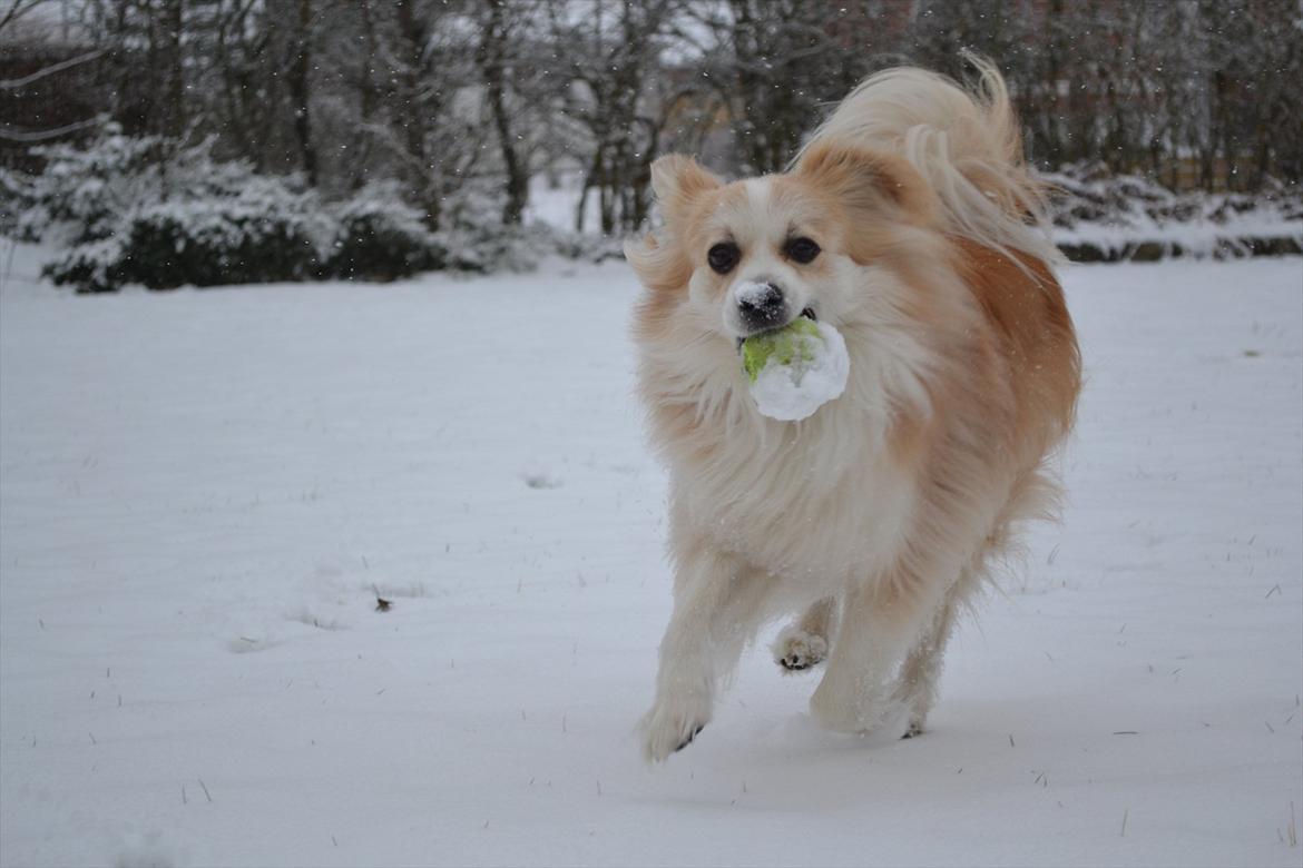 Blanding af racer Oscar - altid noget at gnave i <3 billede 1