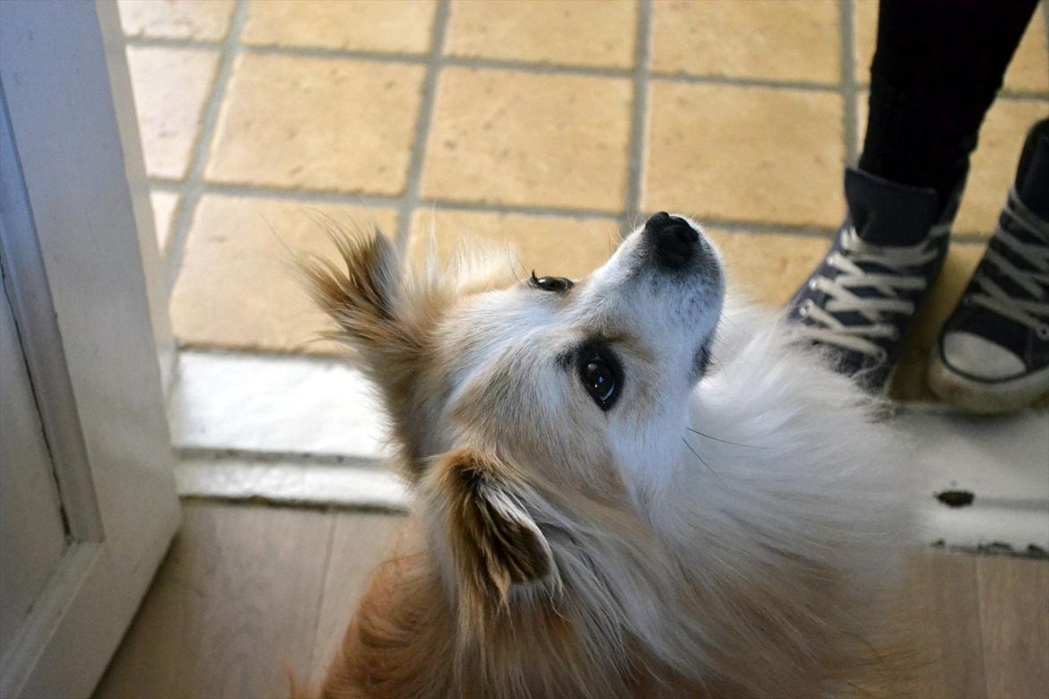 Blanding af racer Oscar - Jeg elsker lyset i det billed billede 2