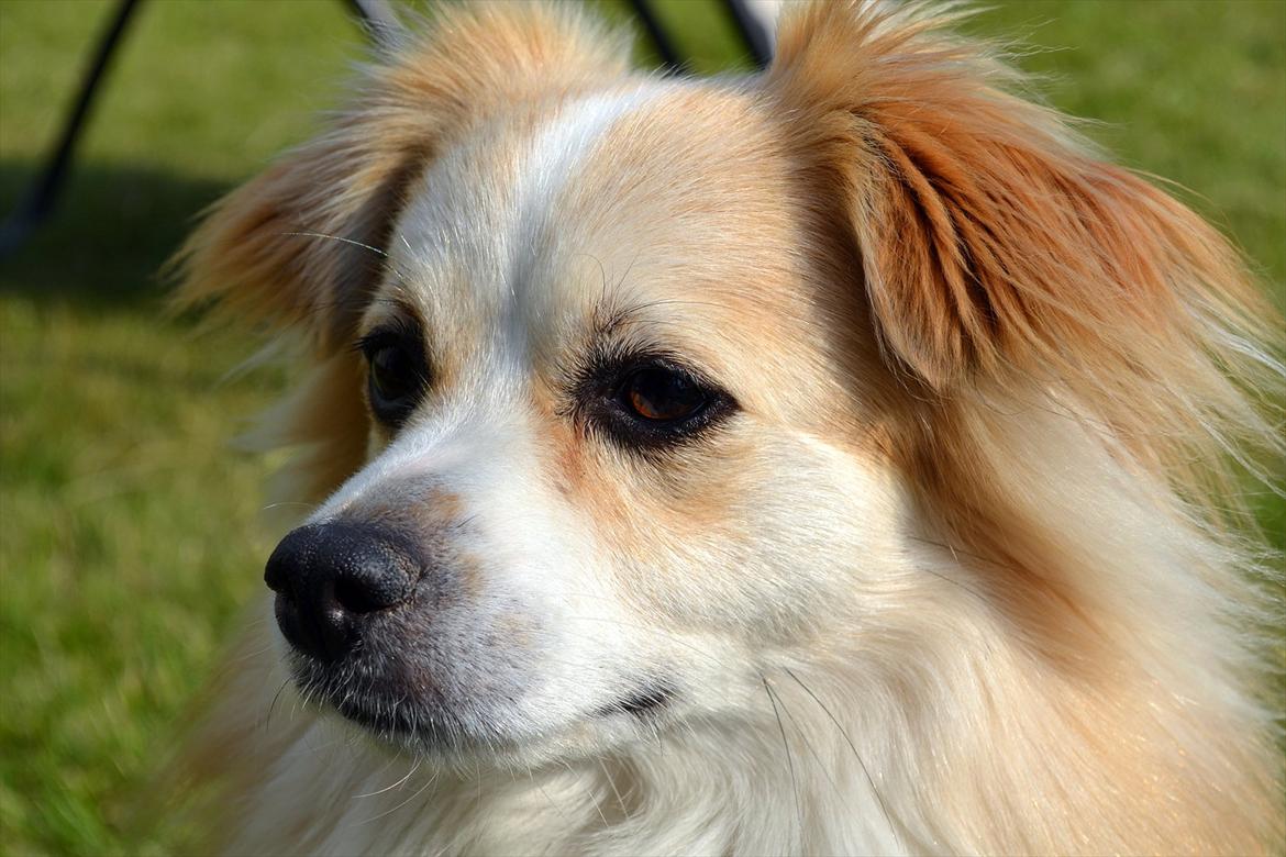 Blanding af racer Oscar billede 4