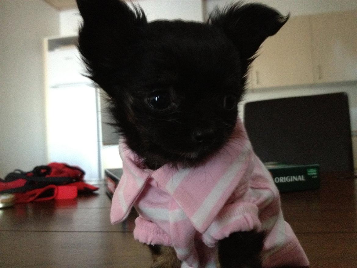 Chihuahua Sille<3<3<3 - Velkommen Til Sille' pigens profil<3 billede 1