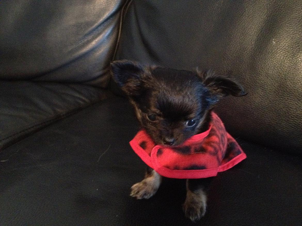 Chihuahua Sille<3<3<3 - :)<3 Den dag vi fik hende :) billede 2