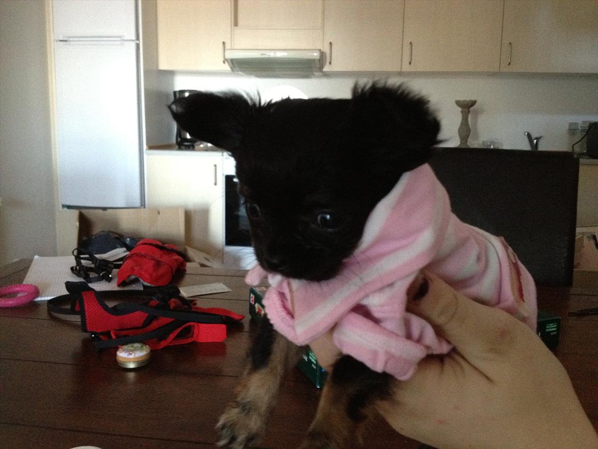 Chihuahua Sille<3<3<3 - Bette pigen' i hendes nye trøje :) billede 3