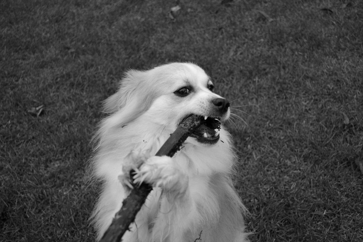 Blanding af racer Oscar - noget godt at gnave i <3 billede 6