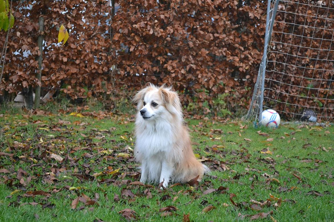 Blanding af racer Oscar billede 7