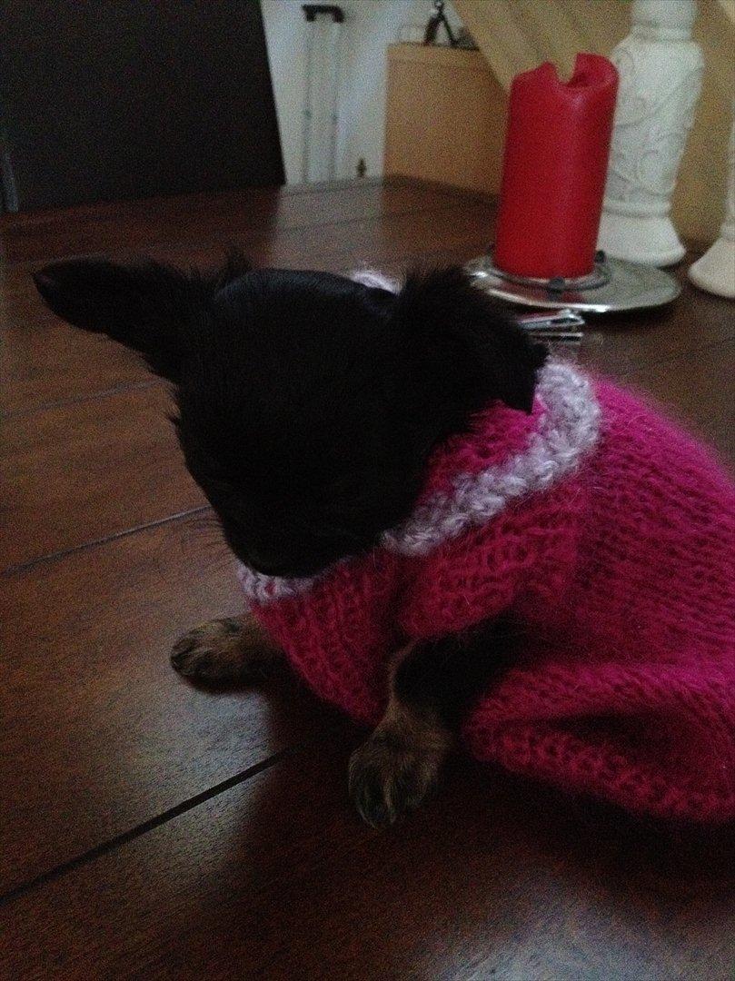 Chihuahua Sille<3<3<3 - I hendes Alt for støre stiktrøje :p<3 billede 4
