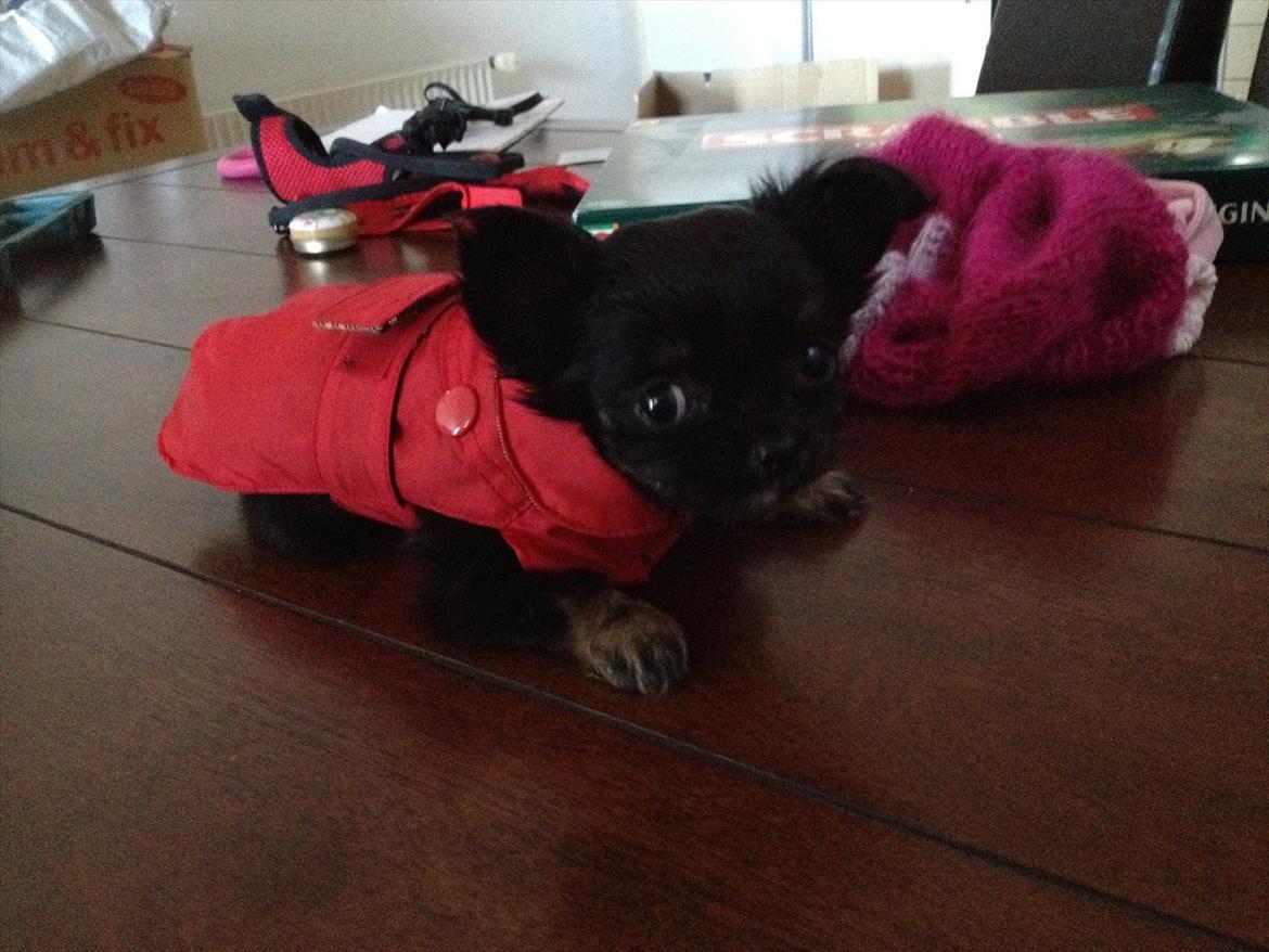 Chihuahua Sille<3<3<3 - Dejlige Sille mus i hendes Nye røde frakke (: billede 5