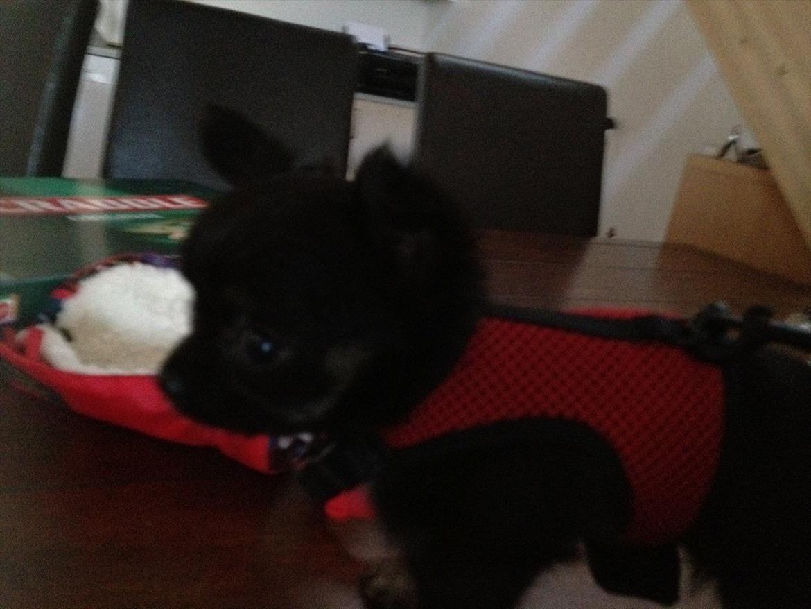 Chihuahua Sille<3<3<3 - Dejlige pige<3 billede 6