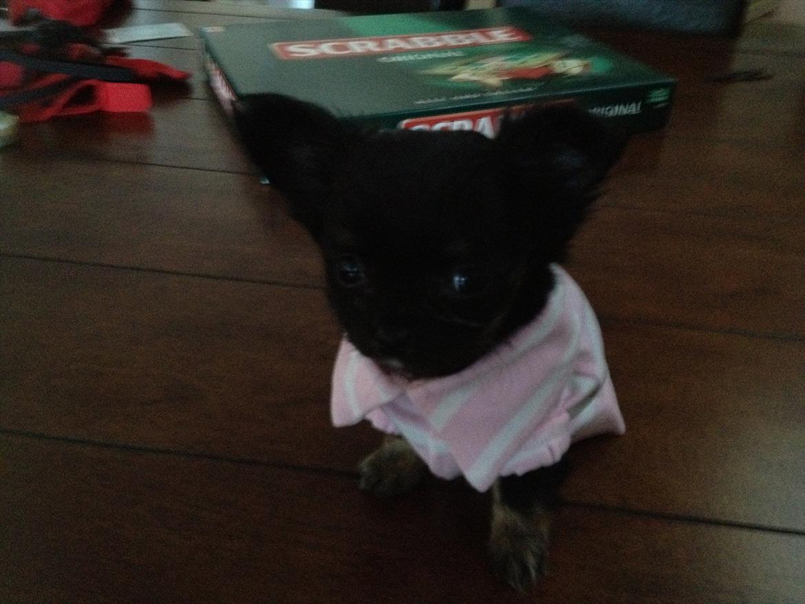 Chihuahua Sille<3<3<3 - Smukke (: billede 7