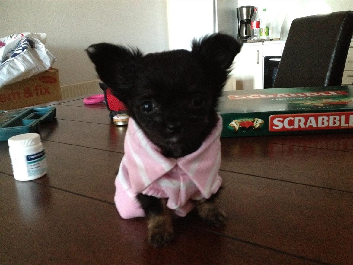Chihuahua Sille<3<3<3 - Hvem kan modstå hendes smukke øjne?? ;)<3 billede 8