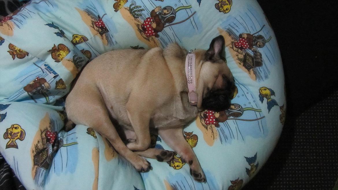 Mops Ziggy<3 billede 14