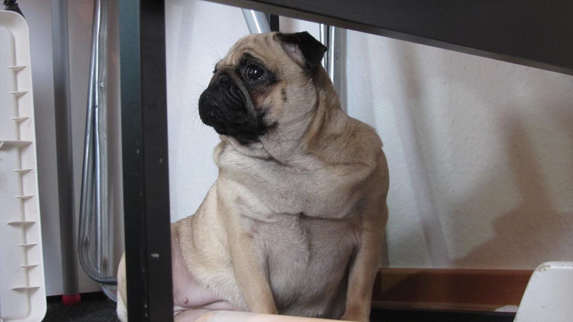 Mops Ziggy<3 billede 15