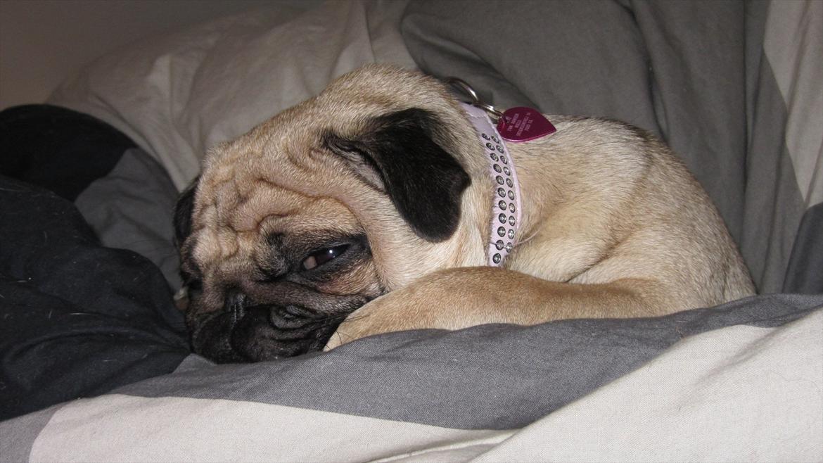 Mops Ziggy<3 billede 16