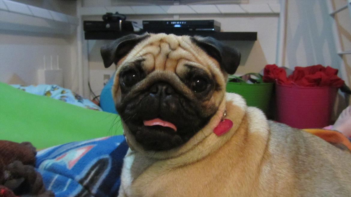 Mops Ziggy<3 billede 17