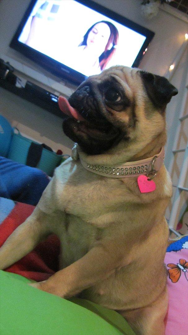 Mops Ziggy<3 billede 18