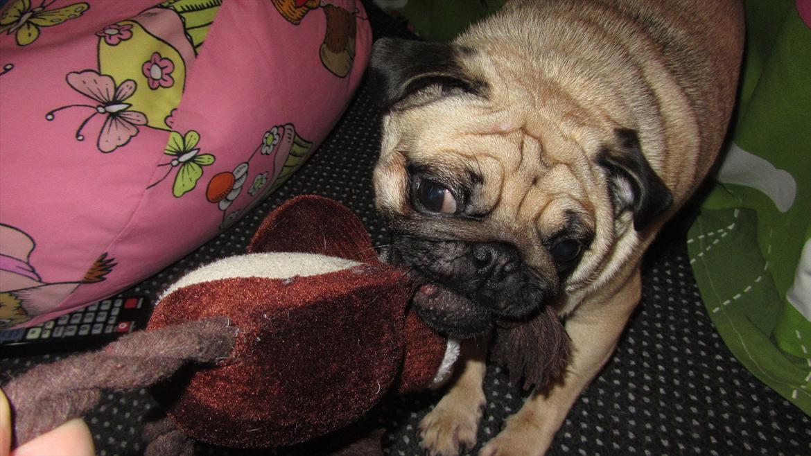 Mops Ziggy<3 billede 19