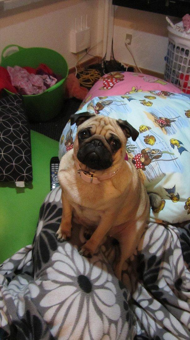 Mops Ziggy<3 billede 20