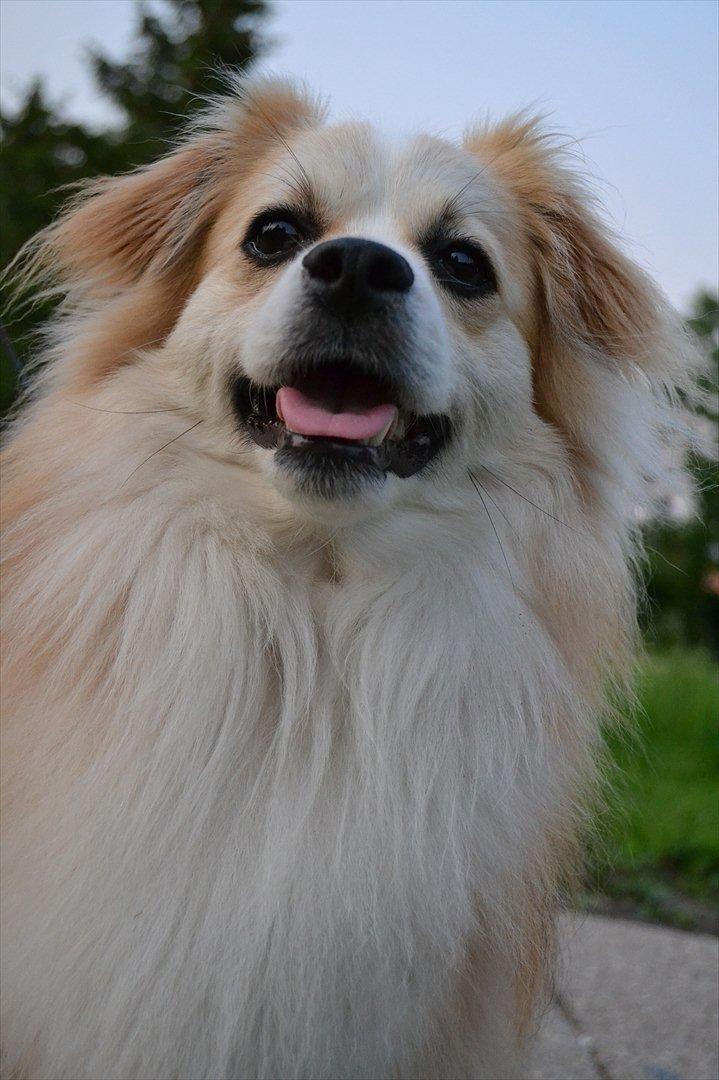 Blanding af racer Oscar billede 8