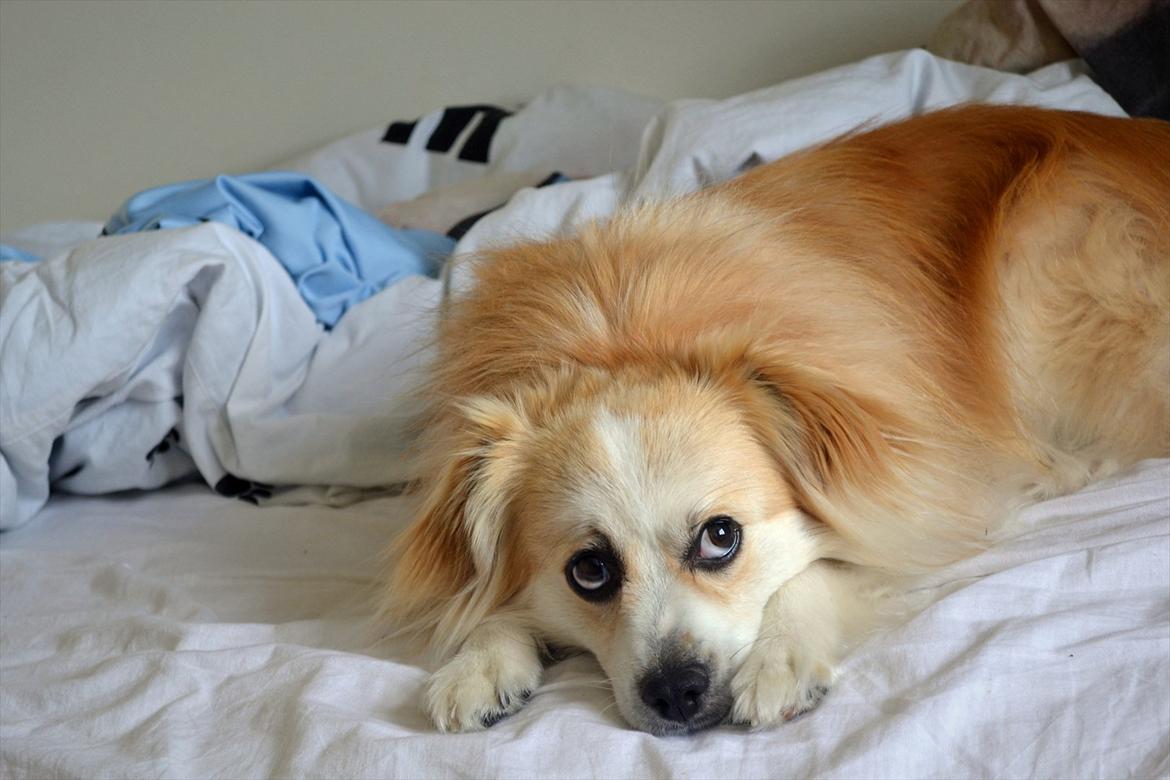 Blanding af racer Oscar billede 9