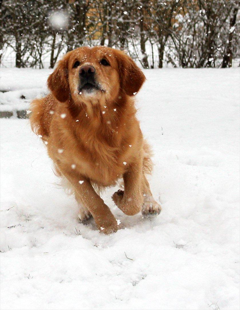 Golden retriever Rocky  - 05.02.2012 billede 16