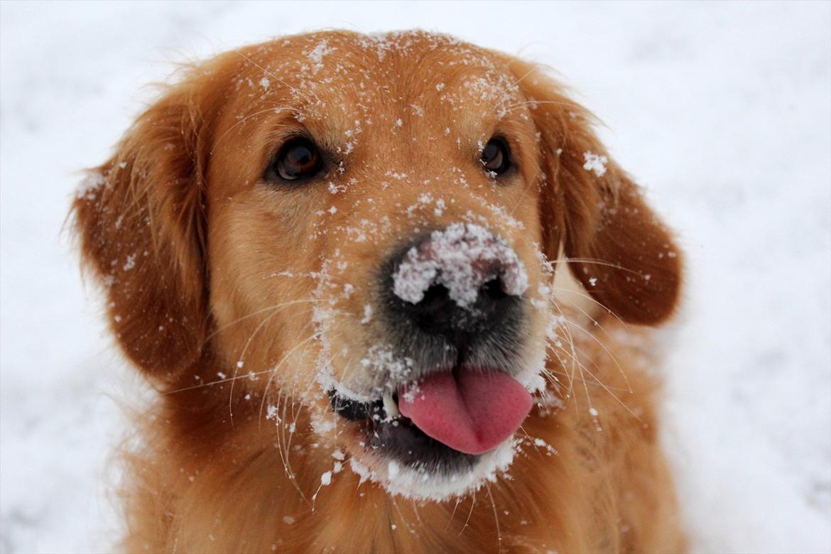 Golden retriever Rocky  - 05.02.2012
:P billede 17