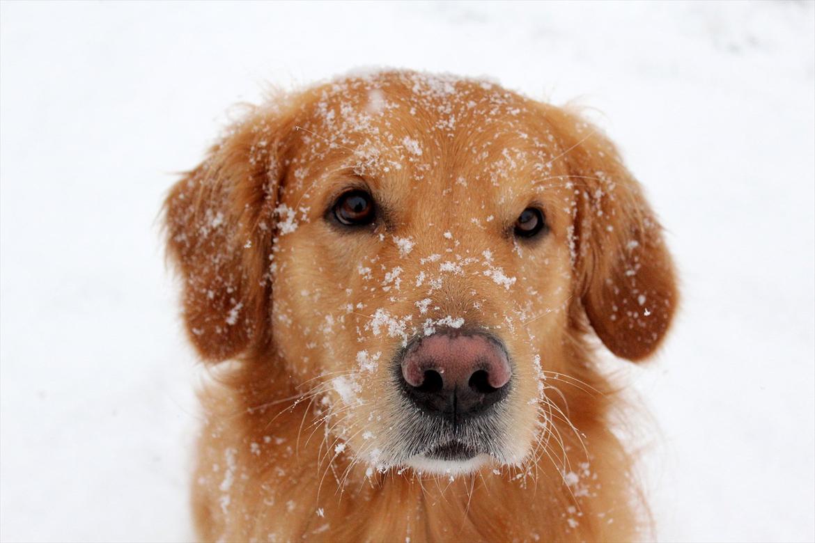 Golden retriever Rocky  - 05.02.2012 billede 19