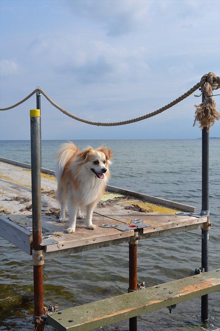 Blanding af racer Oscar - tæt på vandet, men aldrig røre billede 10