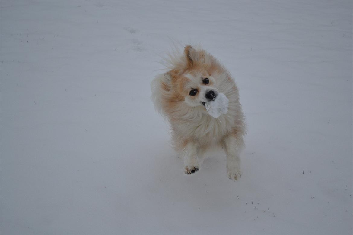 Blanding af racer Oscar billede 5