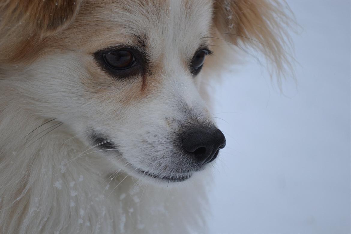 Blanding af racer Oscar billede 3