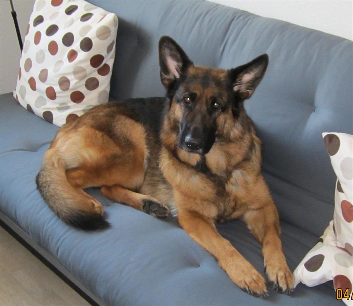 Schæferhund Akacias Mocca - Smukke Mocca ca. 2 1/2 år <3. Feb. 2012 billede 13