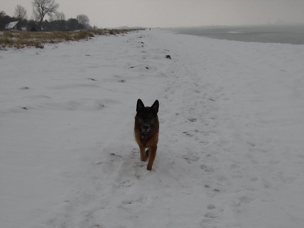 Schæferhund Akacias Mocca - Skønt at løbe efter bold. billede 15