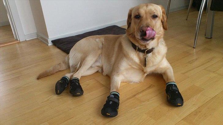 Labrador retriever Nico     31/08 billede 19