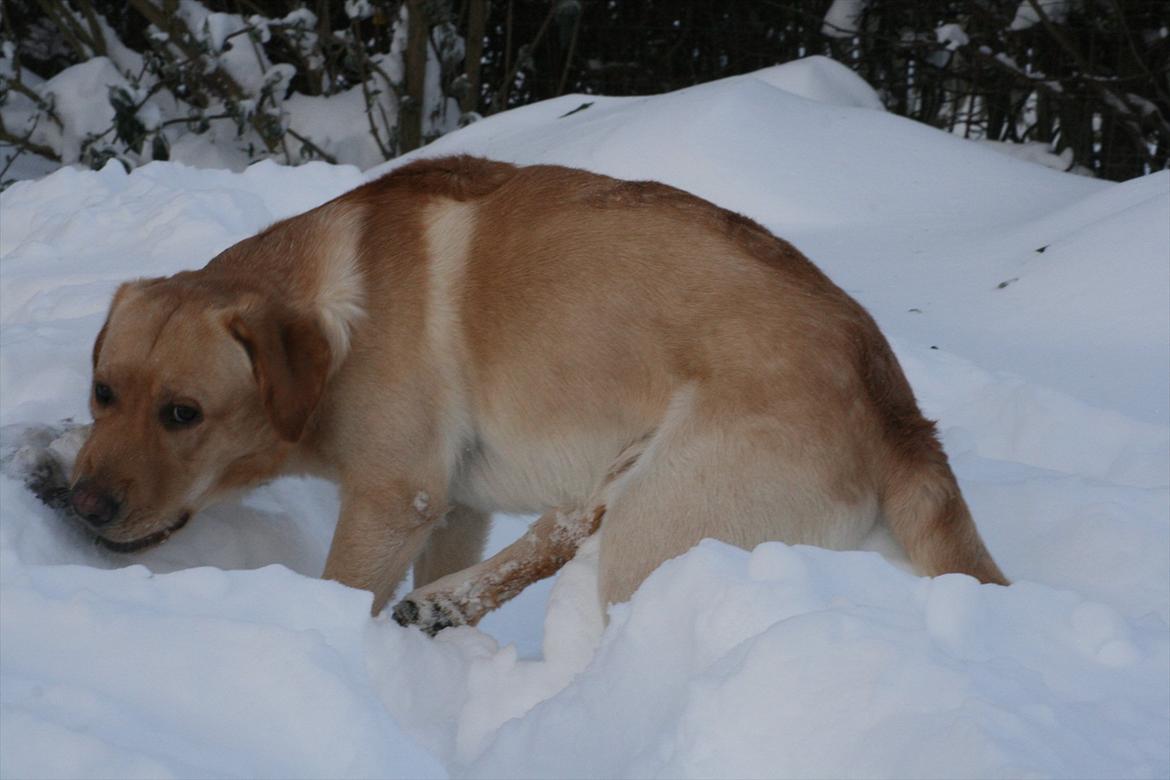 Labrador retriever Nico     31/08 billede 20