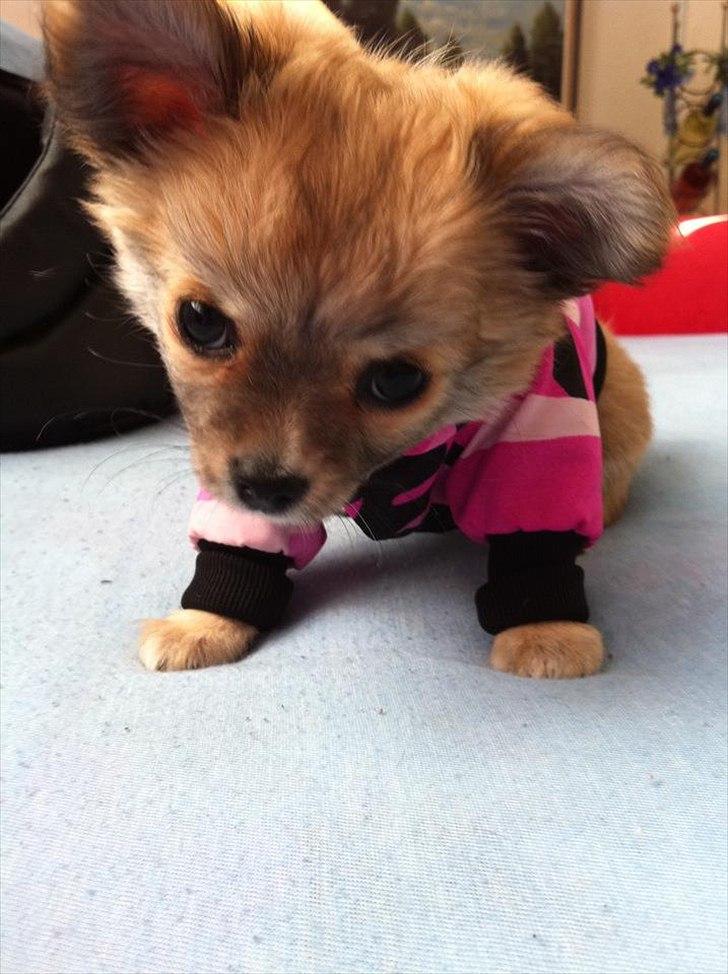 Chihuahua Gucci/Lutter - Vinterklar :)  billede 15