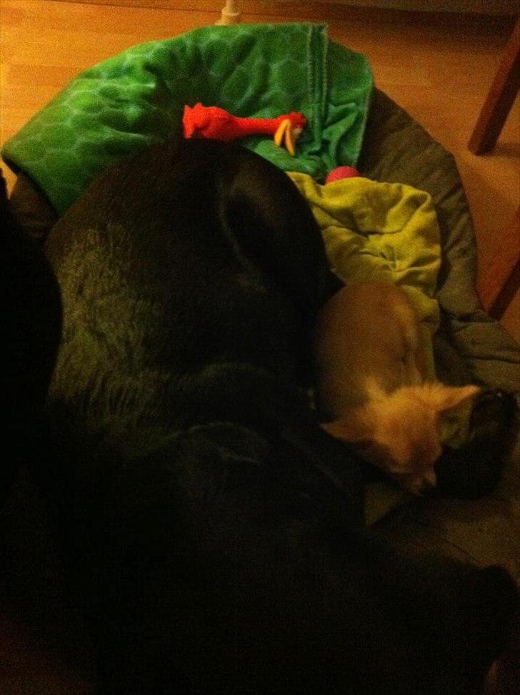 Chihuahua Gucci/Lutter - Gucci elsker min svigermor's labrador - de elsker og putte. billede 18