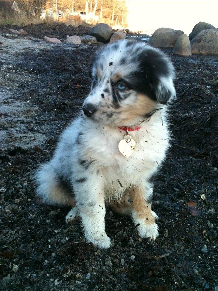 Australian shepherd Godrumgaards Healey - 8 uger, på stranden billede 5
